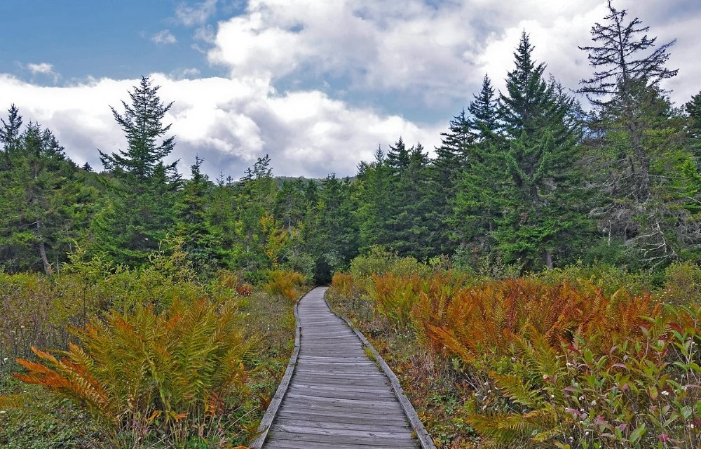 Four Seasons Lodge At Cranberry Glades Botanical Area
